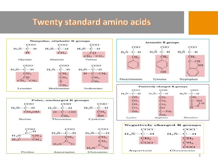 Twenty standard amino acids 5 