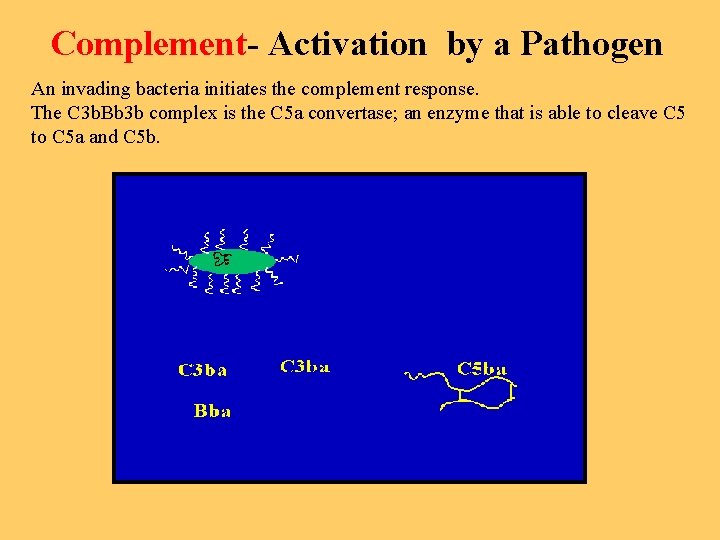 Complement- Activation by a Pathogen An invading bacteria initiates the complement response. The C