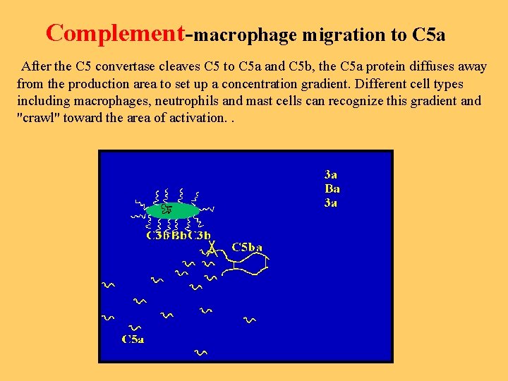 Complement-macrophage migration to C 5 a After the C 5 convertase cleaves C 5