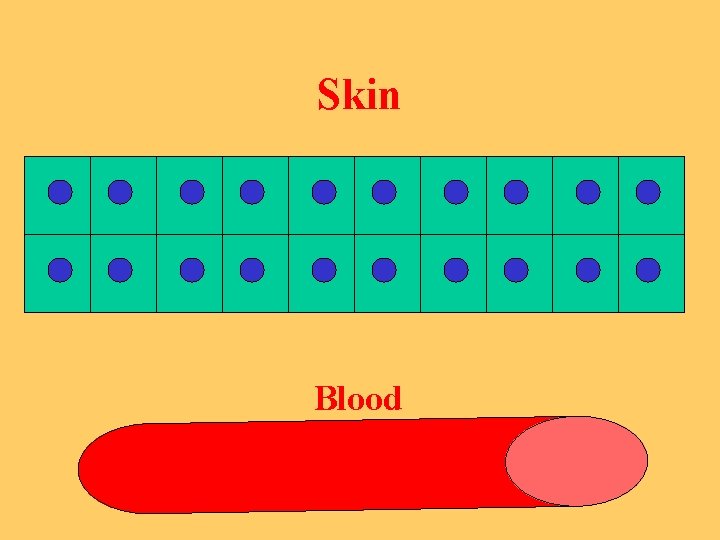 Skin Blood 