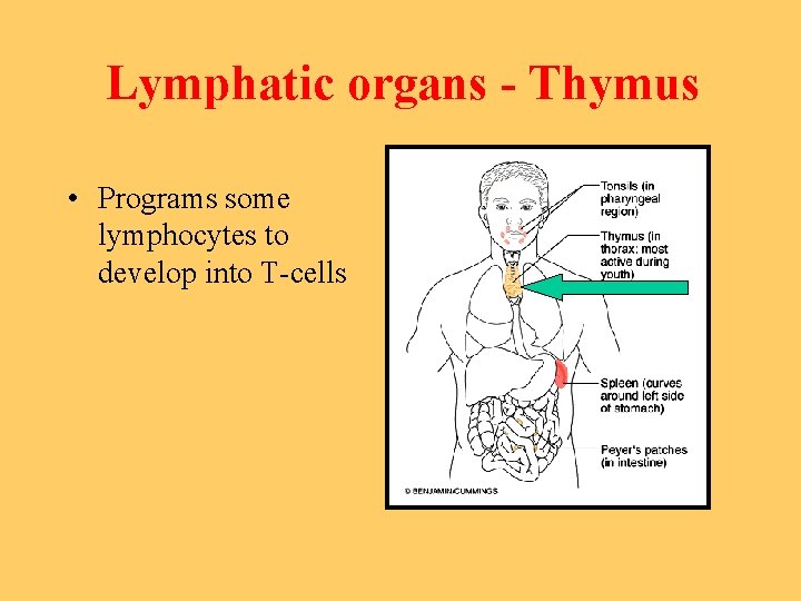 Lymphatic organs - Thymus • Programs some lymphocytes to develop into T-cells 