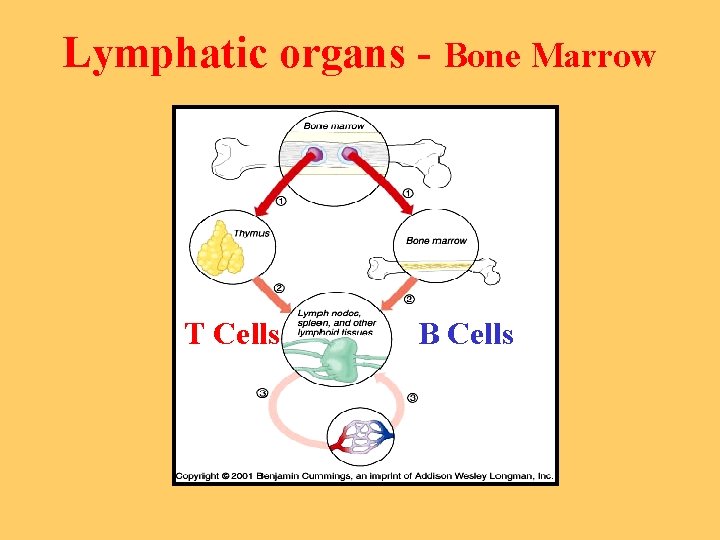 Lymphatic organs - Bone Marrow T Cells B Cells 