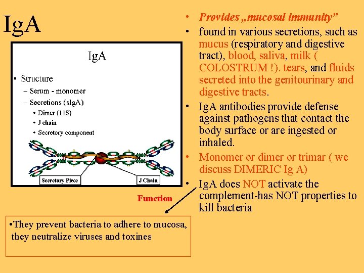 Ig. A Function • Provides „mucosal immunity” • found in various secretions, such as