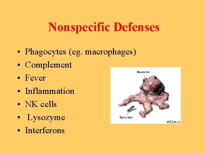 Nonspecific Defenses • • Phagocytes (eg. macrophages) Complement Fever Inflammation NK cells Lysozyme Interferons