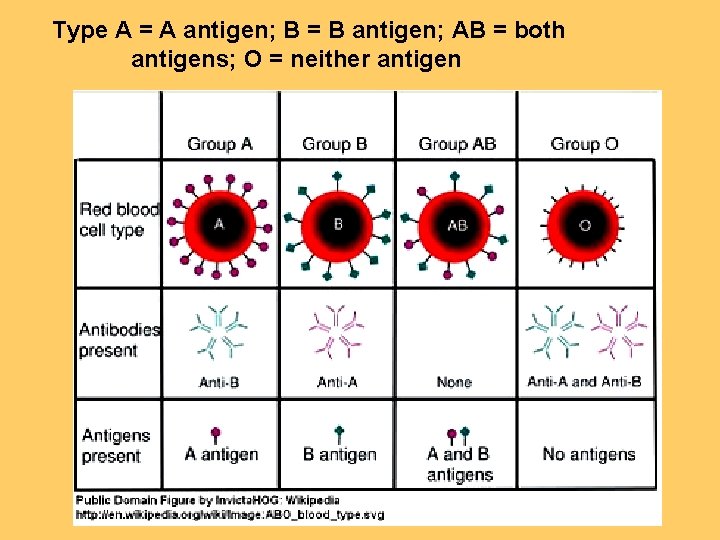 Type A = A antigen; B = B antigen; AB = both antigens; O