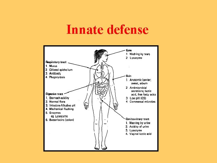 Innate defense 