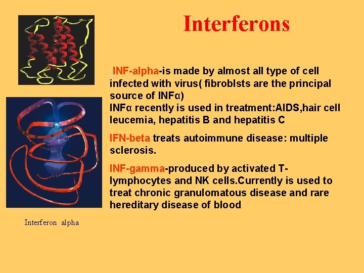 Interferons INF-alpha-is made by almost all type of cell infected with virus( fibroblsts are