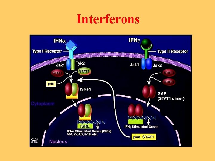 Interferons 