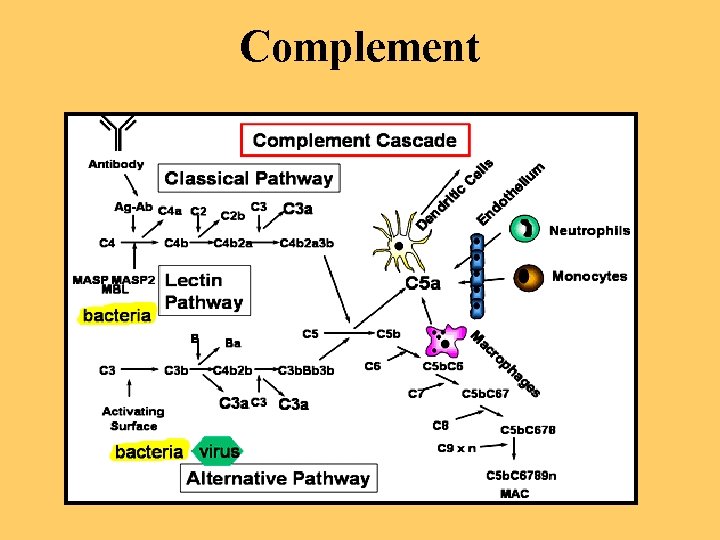 Complement 