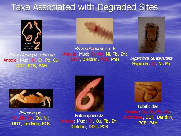 Taxa Associated with Degraded Sites Paramphinome sp. B Anoxia; Mud; Cr, Cu, Ni, Pb,