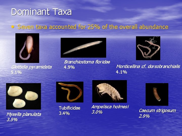 Dominant Taxa • Seven taxa accounted for 25% of the overall abundance Glottidia pyramidata