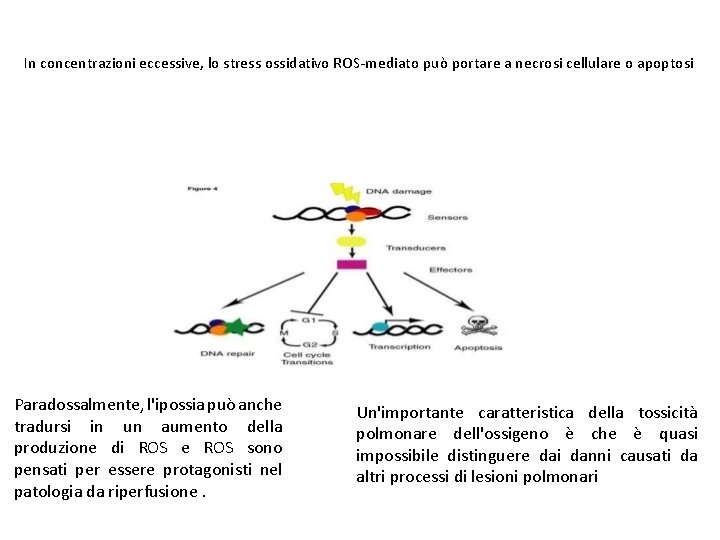 In concentrazioni eccessive, lo stress ossidativo ROS-mediato può portare a necrosi cellulare o apoptosi