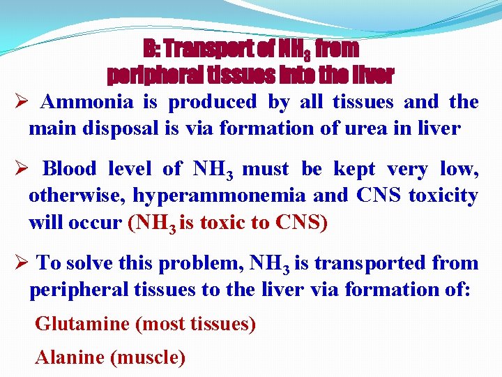 B: Transport of NH 3 from peripheral tissues into the liver Ø Ammonia is