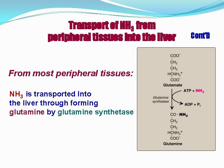 Transport of NH 3 from peripheral tissues into the liver From most peripheral tissues: