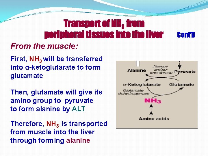 Transport of NH 3 from peripheral tissues into the liver From the muscle: First,