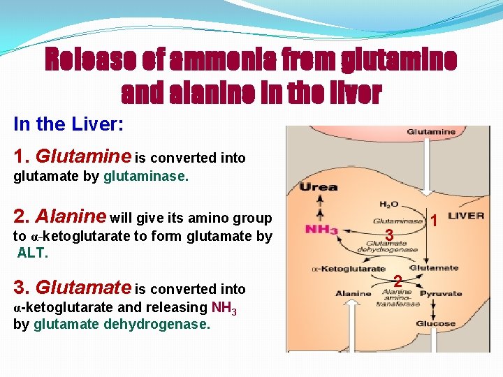 Release of ammonia from glutamine and alanine in the liver In the Liver: 1.