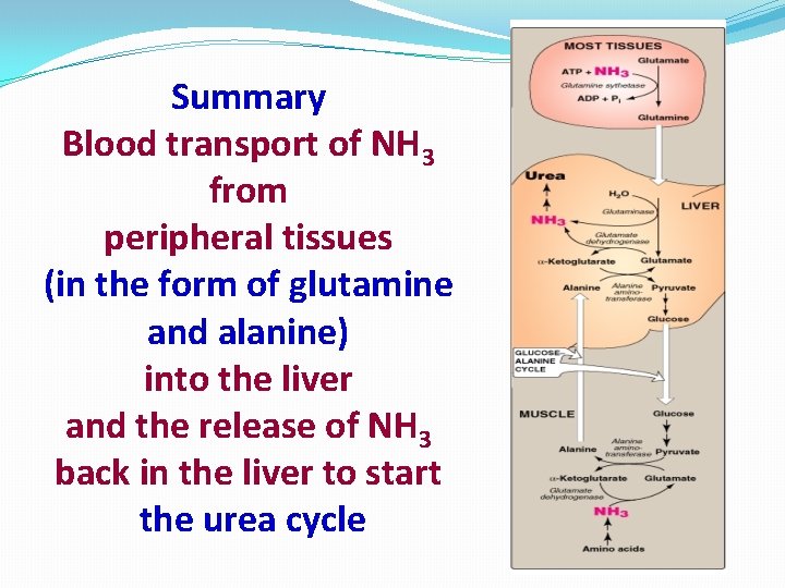 Summary Blood transport of NH 3 from peripheral tissues (in the form of glutamine