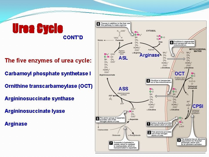 Urea Cycle CONT’D The five enzymes of urea cycle: ASL Carbamoyl phosphate synthetase I