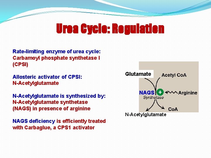 Urea Cycle: Regulation Rate-limiting enzyme of urea cycle: Carbamoyl phosphate synthetase I (CPSI) Allosteric