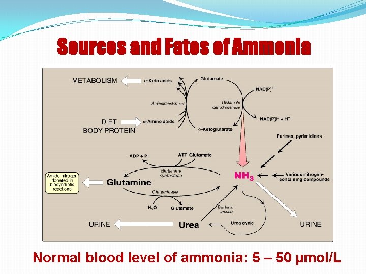 Sources and Fates of Ammonia Normal blood level of ammonia: 5 – 50 µmol/L