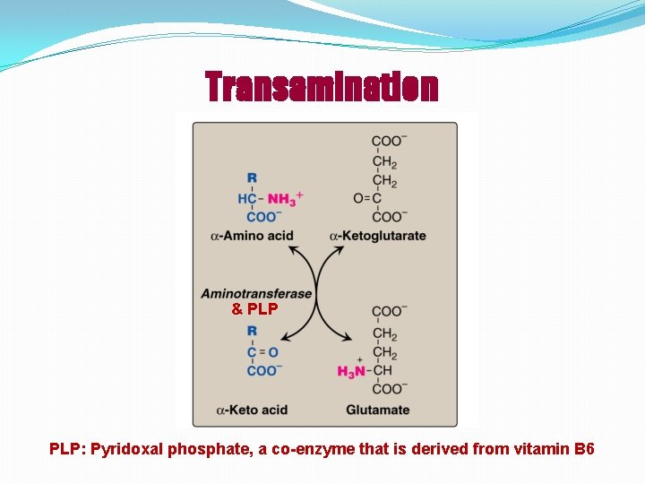 Transamination & PLP: Pyridoxal phosphate, a co-enzyme that is derived from vitamin B 6