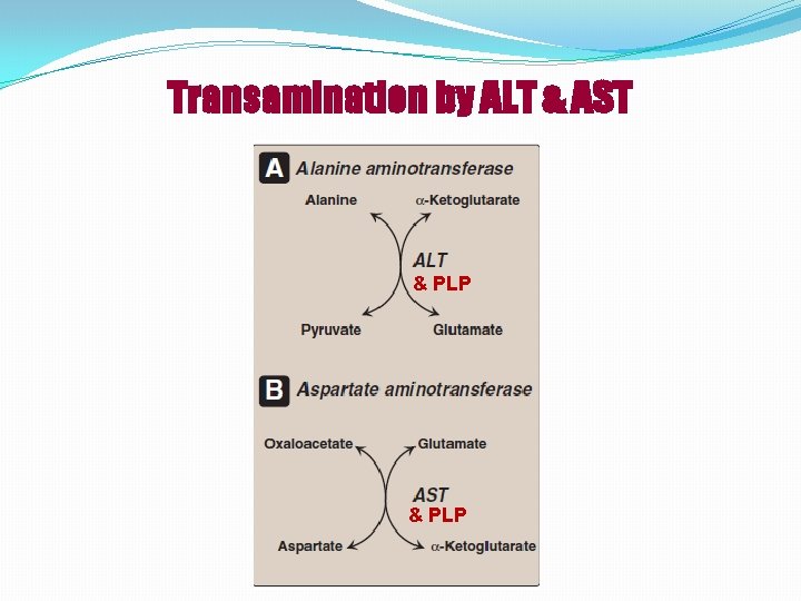 Transamination by ALT & AST & PLP ALT & PLP 