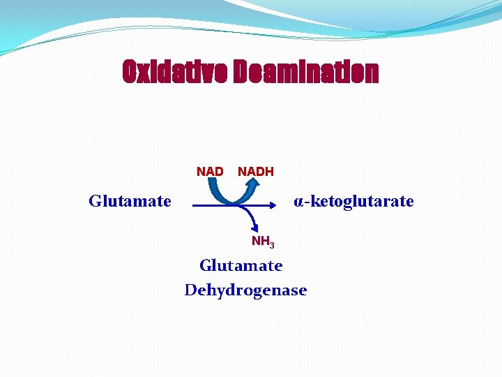 Oxidative Deamination NADH Glutamate α-ketoglutarate NH 3 Glutamate Dehydrogenase 