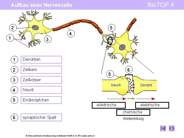 Bio. TOP 4 Aufbau einer Nervenzelle 2 5 4 1 3 1 Dendriten 2
