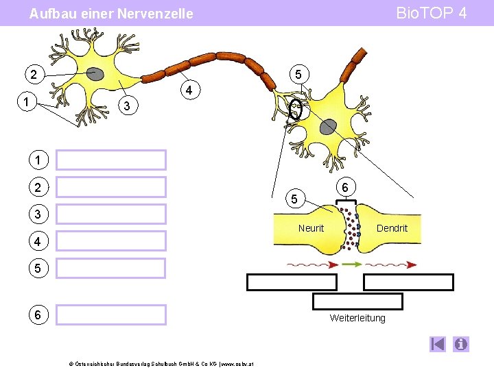 Bio. TOP 4 Aufbau einer Nervenzelle 2 5 4 1 3 1 2 6