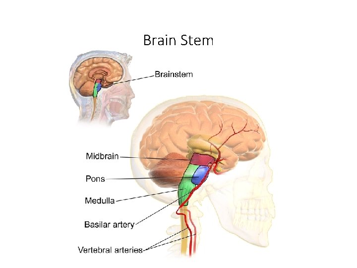 Brain Stem 