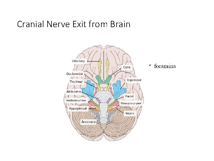 Cranial Nerve Exit from Brain 