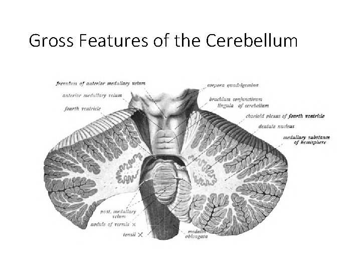 Gross Features of the Cerebellum 