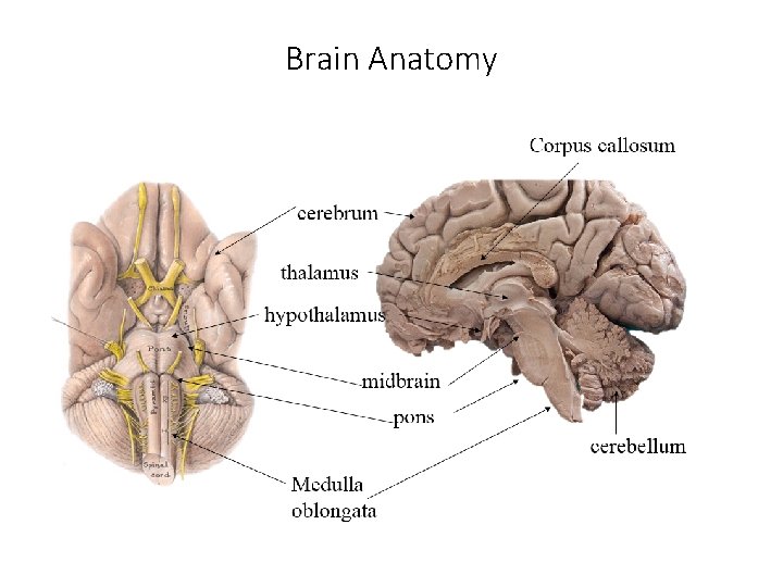 Brain Anatomy 