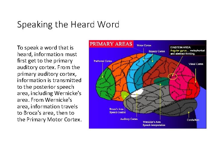 Speaking the Heard Word To speak a word that is heard, information must first