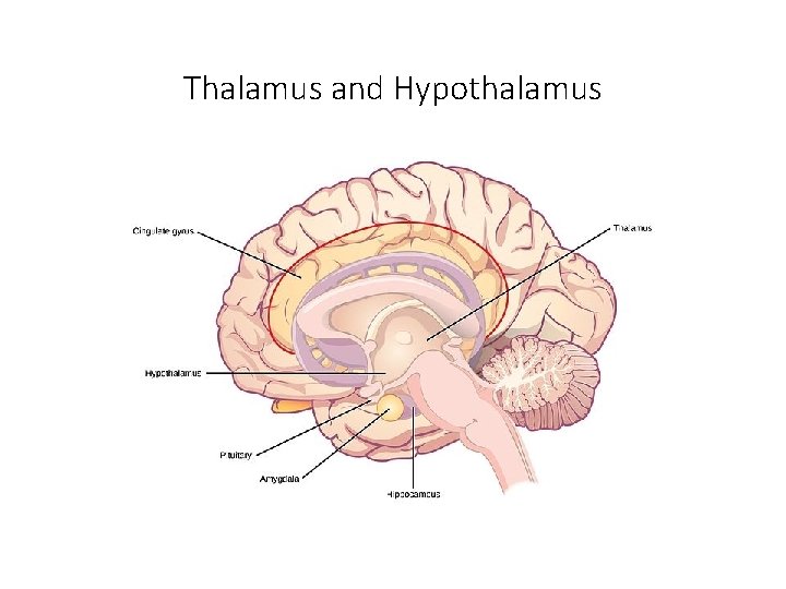 Thalamus and Hypothalamus 