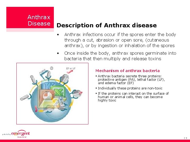 Anthrax Disease Description of Anthrax disease Anthrax infections occur if the spores enter the