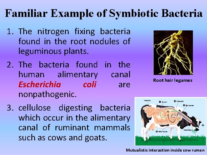 Familiar Example of Symbiotic Bacteria 1. The nitrogen fixing bacteria found in the root