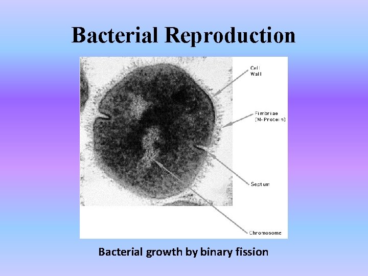 Bacterial Reproduction Bacterial growth by binary fission 