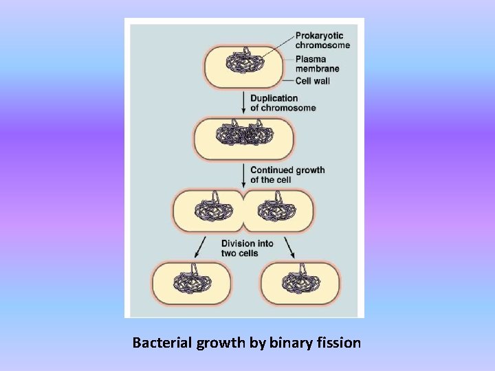 Bacterial growth by binary fission 