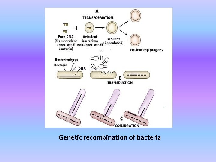 Genetic recombination of bacteria 