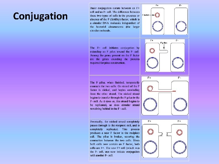 Conjugation 