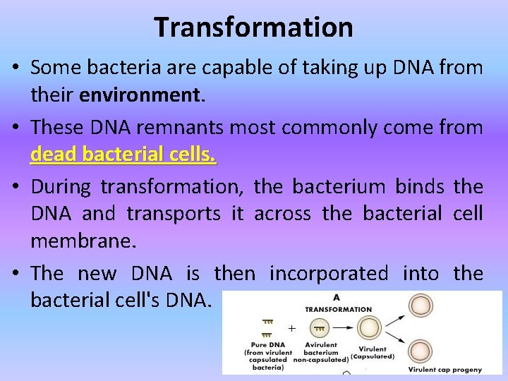 Transformation • Some bacteria are capable of taking up DNA from their environment. •