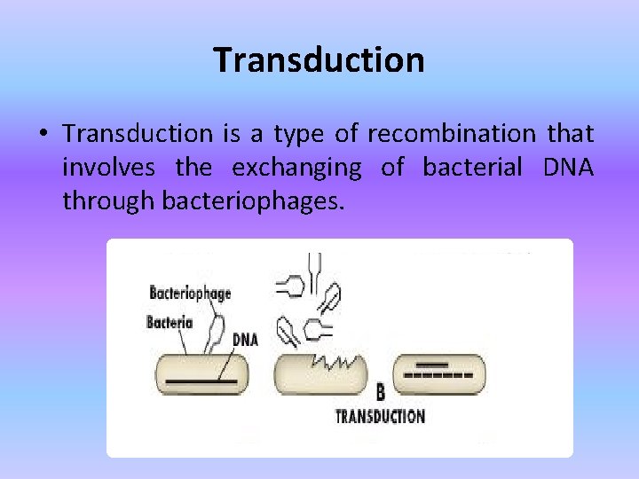 Transduction • Transduction is a type of recombination that involves the exchanging of bacterial