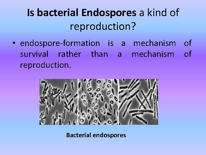 Is bacterial Endospores a kind of reproduction? • endospore-formation is a mechanism of survival