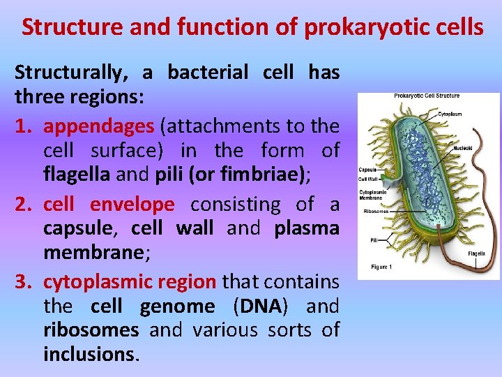 Structure and function of prokaryotic cells Structurally, a bacterial cell has three regions: 1.