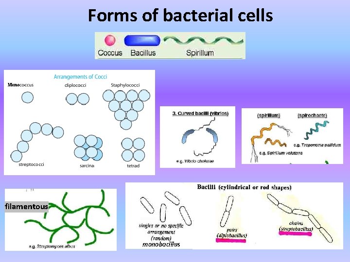 Forms of bacterial cells Mono filamentous monobacillus 