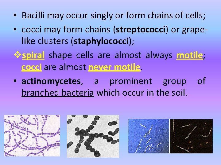  • Bacilli may occur singly or form chains of cells; • cocci may