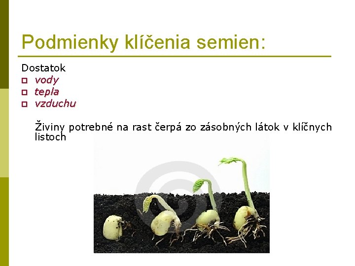 Podmienky klíčenia semien: Dostatok p vody p tepla p vzduchu Živiny potrebné na rast