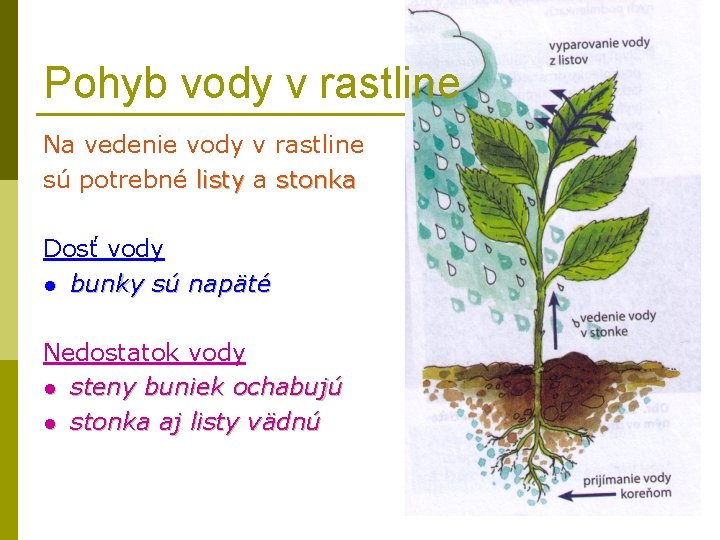 Pohyb vody v rastline Na vedenie vody v rastline sú potrebné listy a stonka