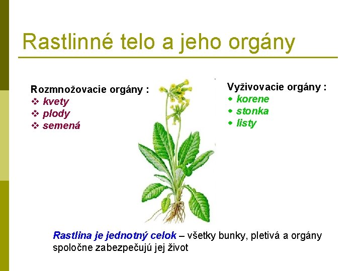 Rastlinné telo a jeho orgány Rozmnožovacie orgány : v kvety v plody v semená